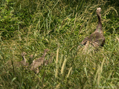 Wild Turkey hen and five chicks heading for cover in tall grass.