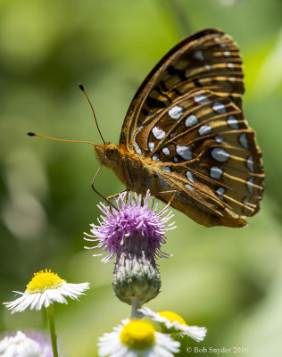 Great Spangled Fritillary on thistle, Dug Road, Black Moshannon State Forest, PA