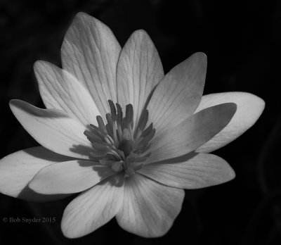 Hepatica Flower closeup 