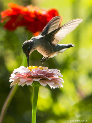 Ruby-throated Hummingbird on zinnia