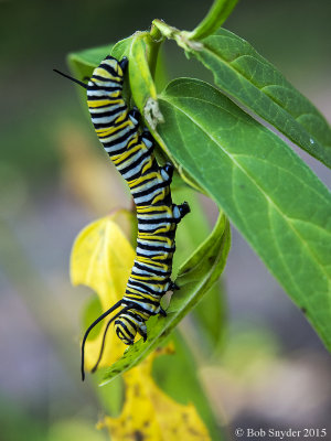 Monarch larva on swamp milkweed 