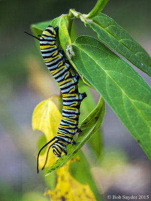 Monarch larva on swamp milkweed