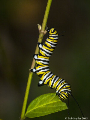 Monarch larva on milkweed II