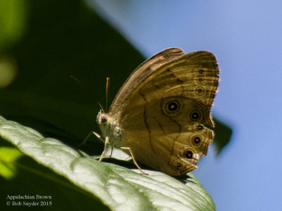Appalachian Brown butterfly 