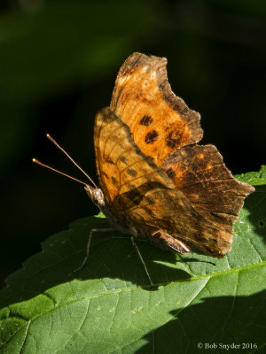 Comma female, note silver 'comma' in middle of hind wing