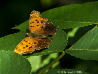 Butterflies, Moths etc: Macro Insects 2012 - 2016 