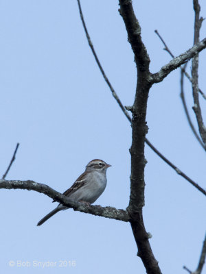 Chipping Sparrow; in a flock that was migrating south