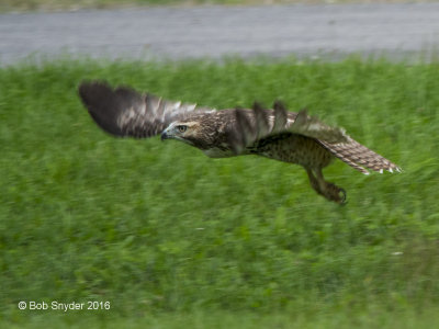 Redtail Hawk  after seeing the photographer