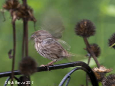 Song Sparrow startled. 