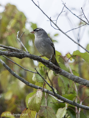 White-crowned Sparrow fall migrant arriving in Central PA