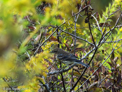Yellow-rumped Warbler flock of 30+ birds foraging for insects and berries