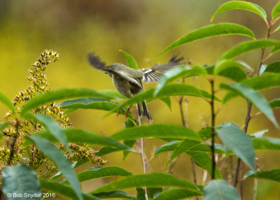 Ruby-crowned Kinglet hunting insects; I