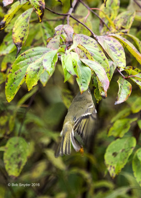 Ruby-crowned Kinglet plucking insects from under leaves IV