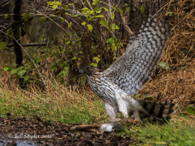 Cooper's Hawk juvenile and roadkill cottontail rabbit