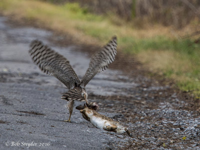 Cooper's Hawk juvenile attempting to carry carcass off the road