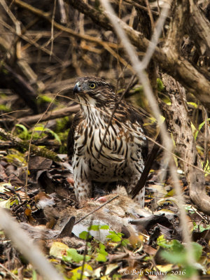 This  juvenile is keeping an eye on possible thief...