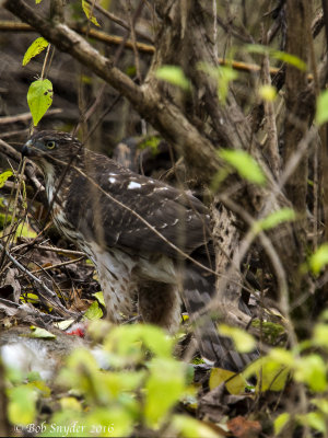 Cooper's Hawk with rabbit in the safety of cover.