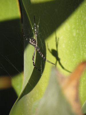 Spider and Shadpw