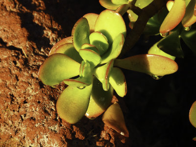 Jade Plant