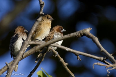 Nutmeg Mannikin Family