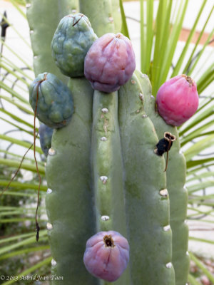 Colorful Cactus