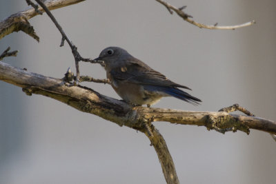 Western Bluebird (female)