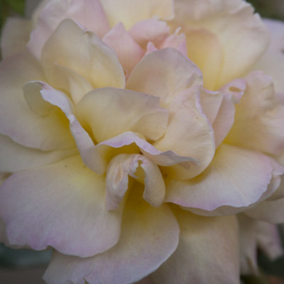 SOft Colored Rose