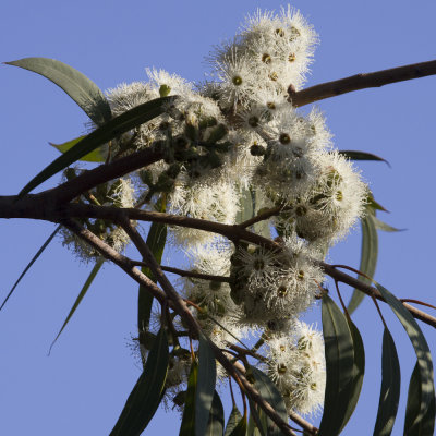 Eucalyptus Flowers