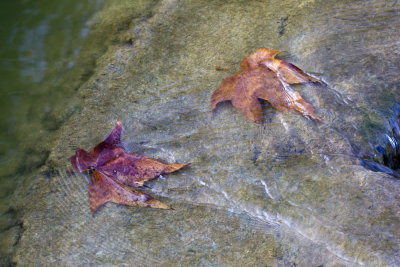 Fallen Leaves