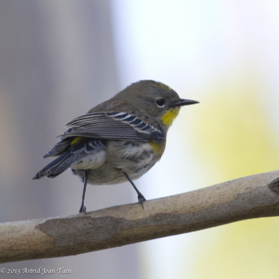 Yellow-rumped Warbler