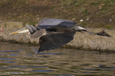 Great Blue Heron