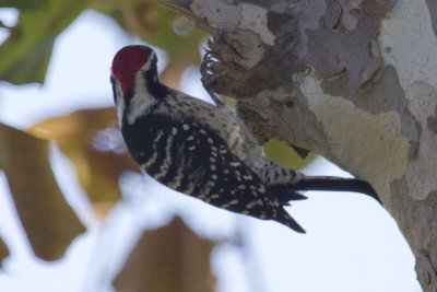 Nutall's Woodpecker