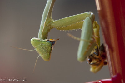 Praying Mantis