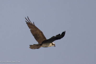 Osprey