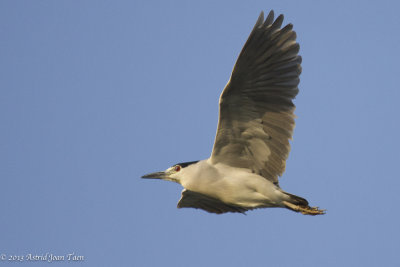 Black-crowned Night Heron