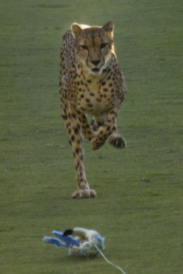 Cheetah Run