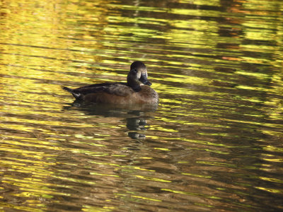 Ring-necked Duck (female)