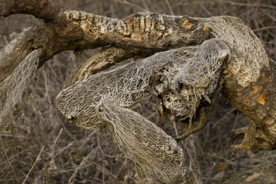 Cactus Skeleton