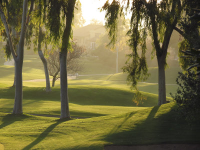 Afternoon Light