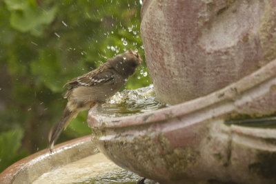 Bath Time