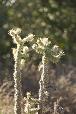 Cholla Cactus