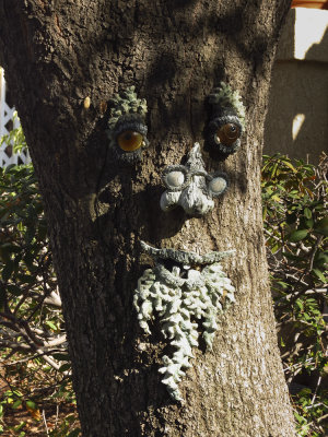 Tree Face