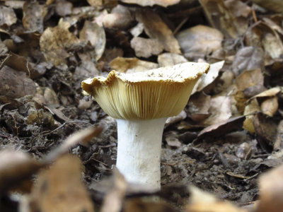 Mushroom