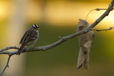 White-crowned Sparrow