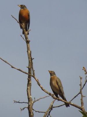 American Robins