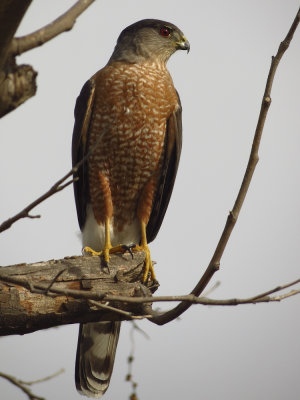 Cooper's Hawk