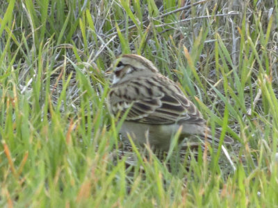 Lark Sparrow