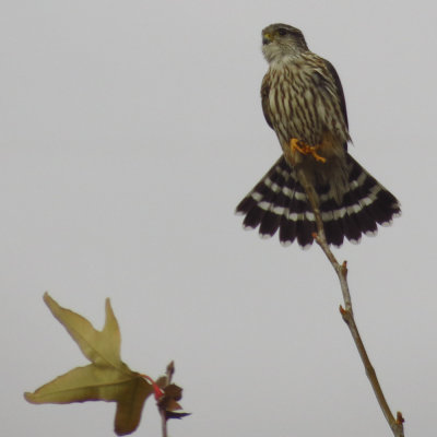 Falcons & Caracaras