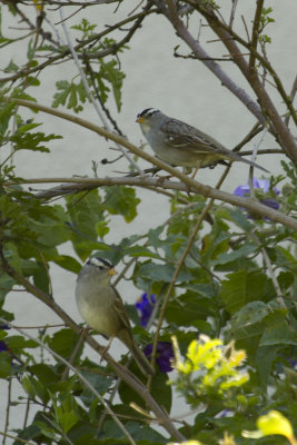Sparrows & Towhees