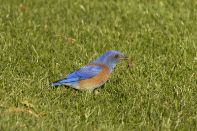 Western Bluebird with a snack